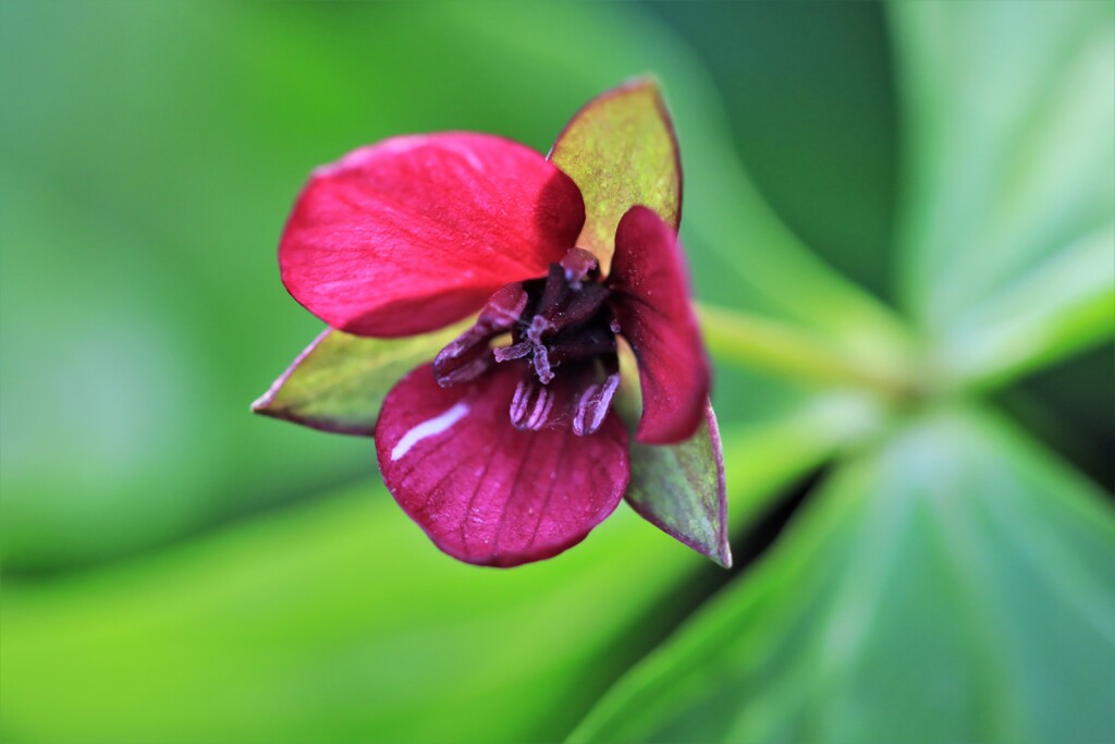 春の花Ⅲ(コジマエンレイソウ）