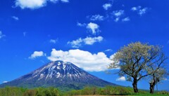 サクランボの木と羊蹄山