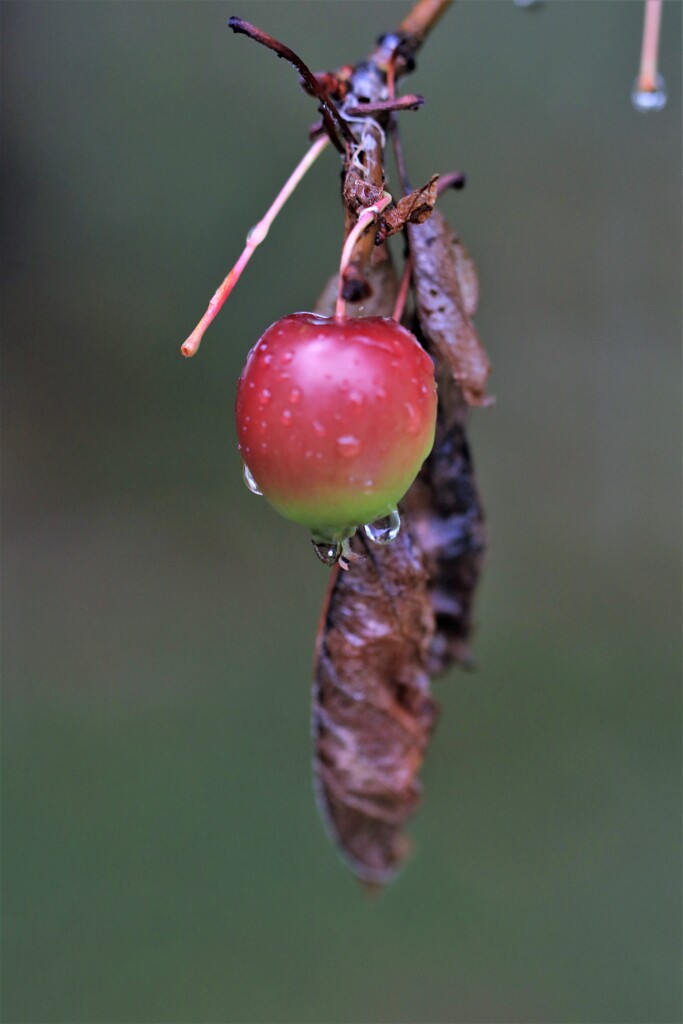 september rain(9月の雨）