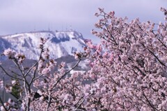 町内の桜