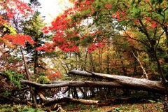 倒木と紅葉Ⅰ