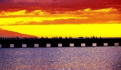 夕日の中の海鵜たち～