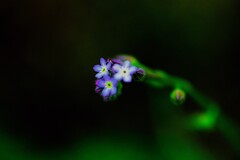 野に咲く花
