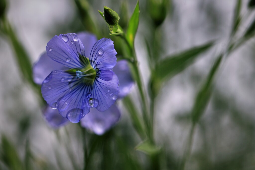 亜麻の花Ⅱ