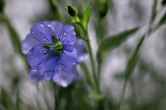 亜麻の花Ⅱ