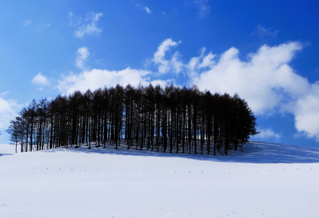 真狩美原牧場