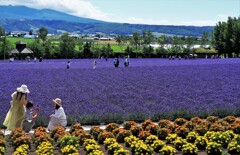 富良野ファ－ム富田