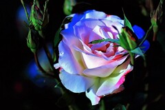 薔薇(再投稿）レタッチ有