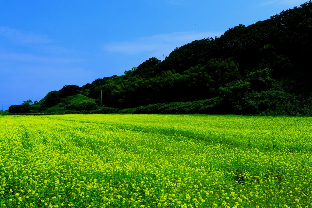 からし菜畑Ⅱ