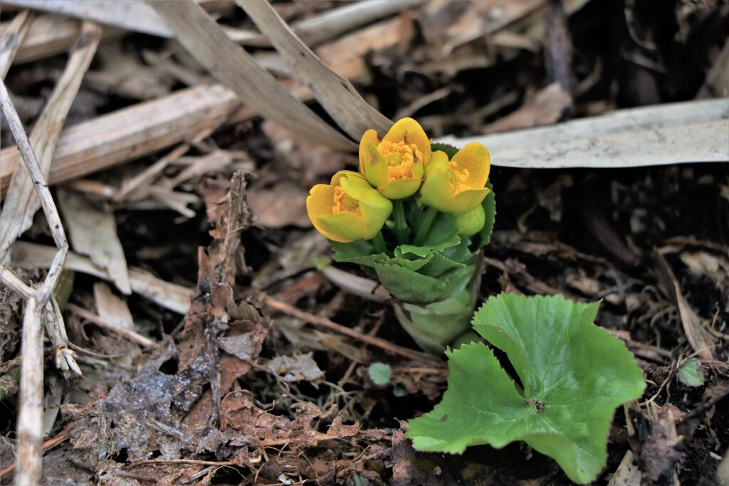 エゾノリュウキンカ
