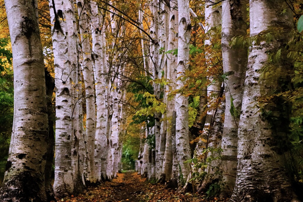2025年白樺並木秋編