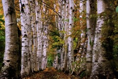 2025年白樺並木秋編