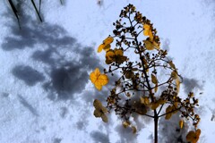 冬の花 冬の花