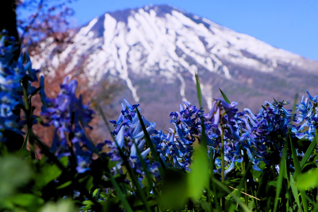 エゾエンゴサクと羊蹄山