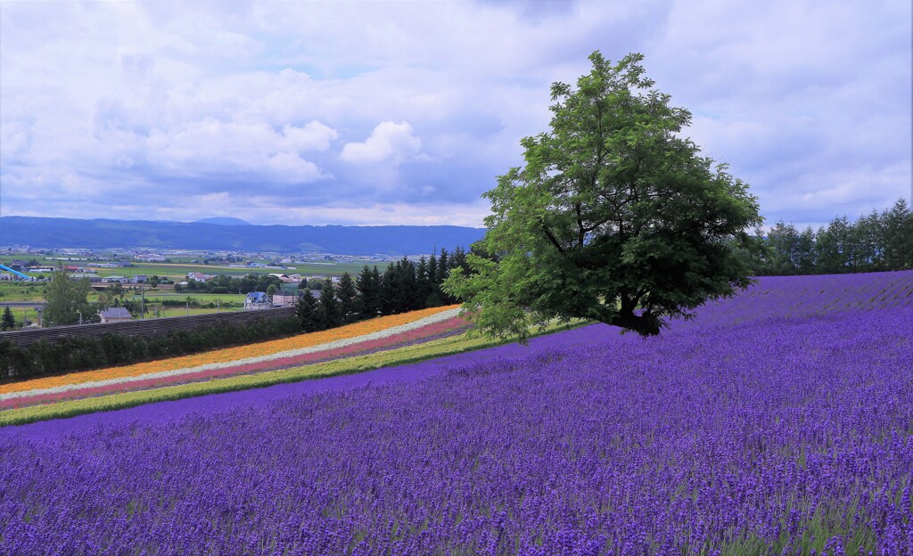 富良野ファーム富田から