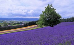 富良野ファーム富田から
