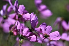 秋桜