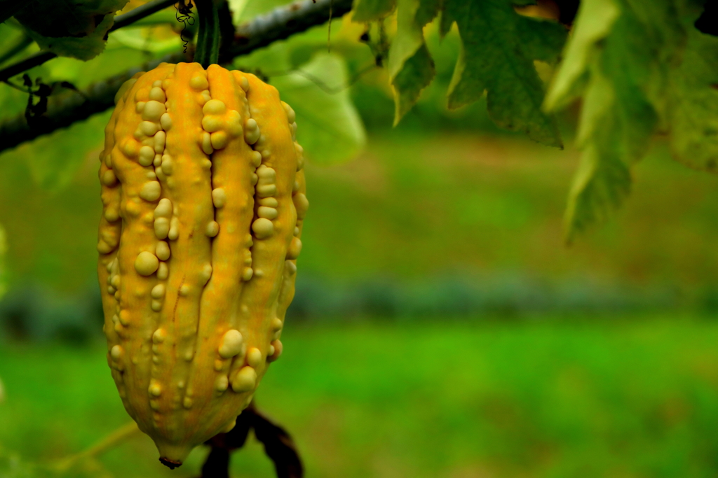 色々なかぼちゃ