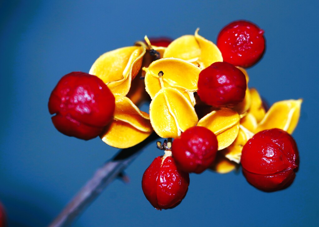 ツルウメモドキ