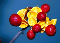 ツルウメモドキ