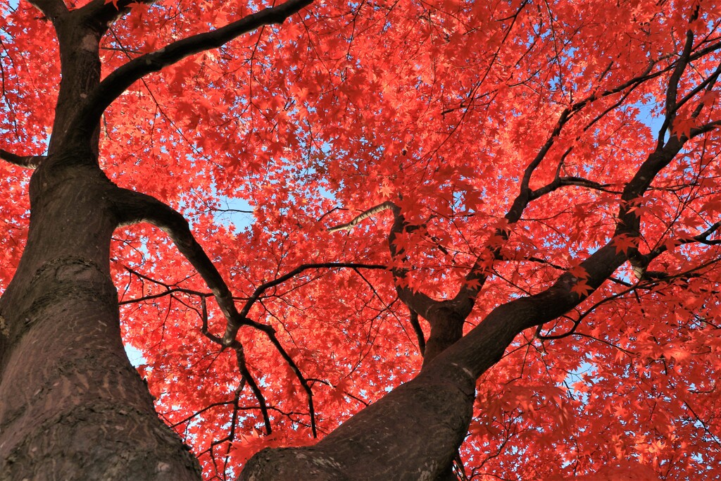 燃える秋(最終章）