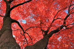 燃える秋(最終章）