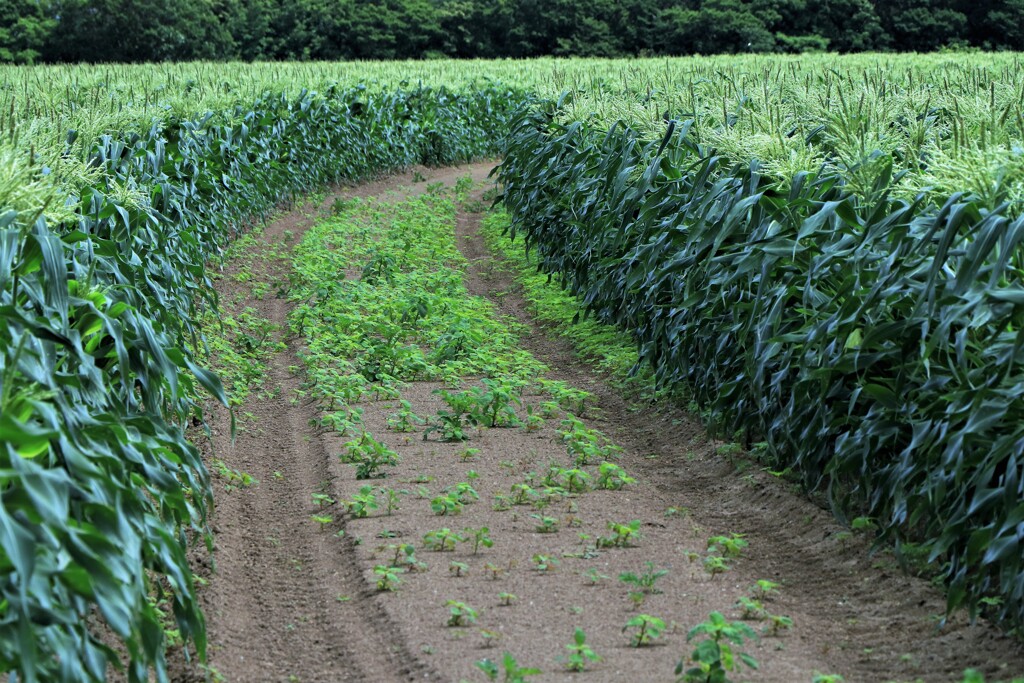 デントコ－ン畑