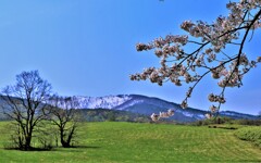 桜とニセコ連峰