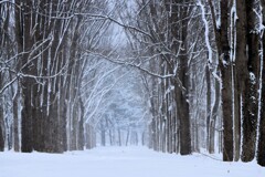 雪景色 雪景色
