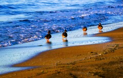海辺の鳥たち