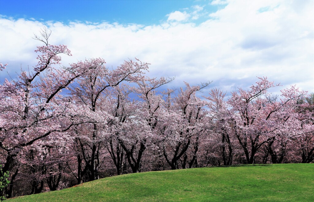 桜Ⅳ（戸田記念墓地公園)
