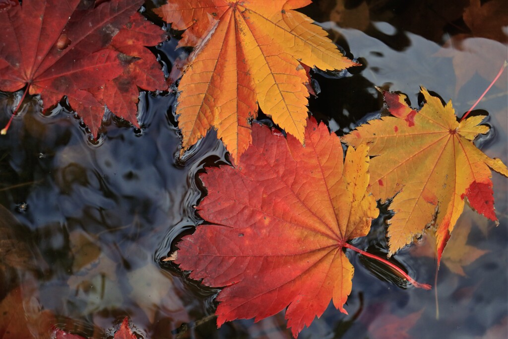 それぞれの秋♪