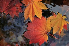 それぞれの秋♪