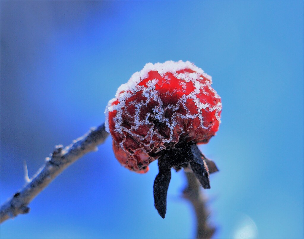 ハマナスの実シャーベット(蔵出再投稿）