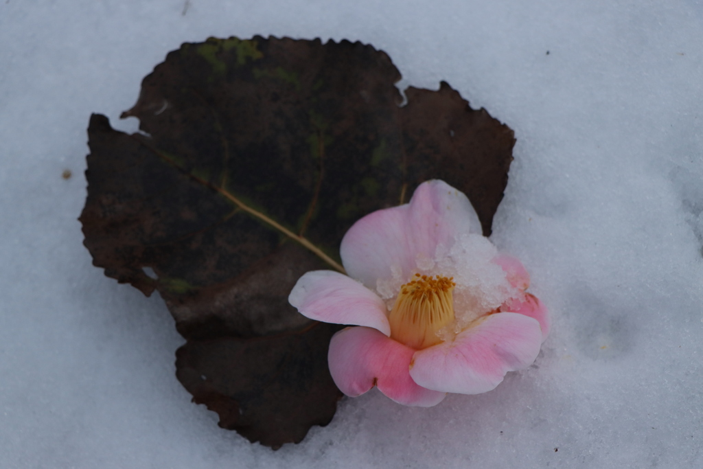 椿は少し早いかな？