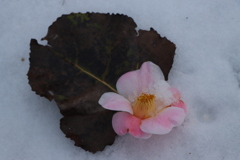 椿は少し早いかな？