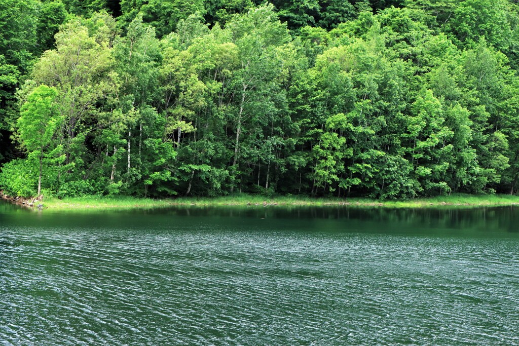 新緑のサッポロ湖