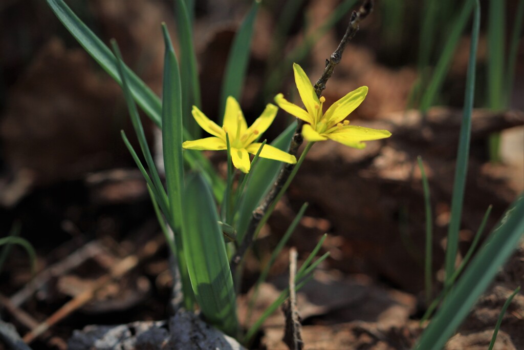 春の花Ⅱ(キバナアマナ）