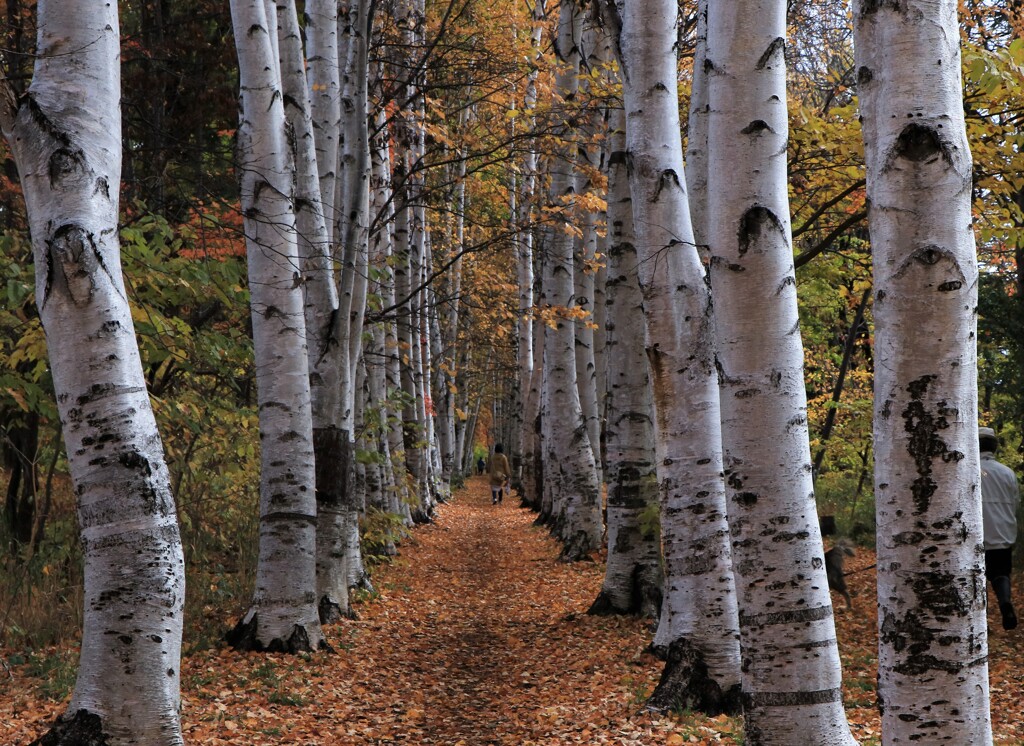 晩秋の白樺並木