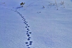 野兎の足跡