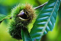 小さい秋見つけた（クリ）