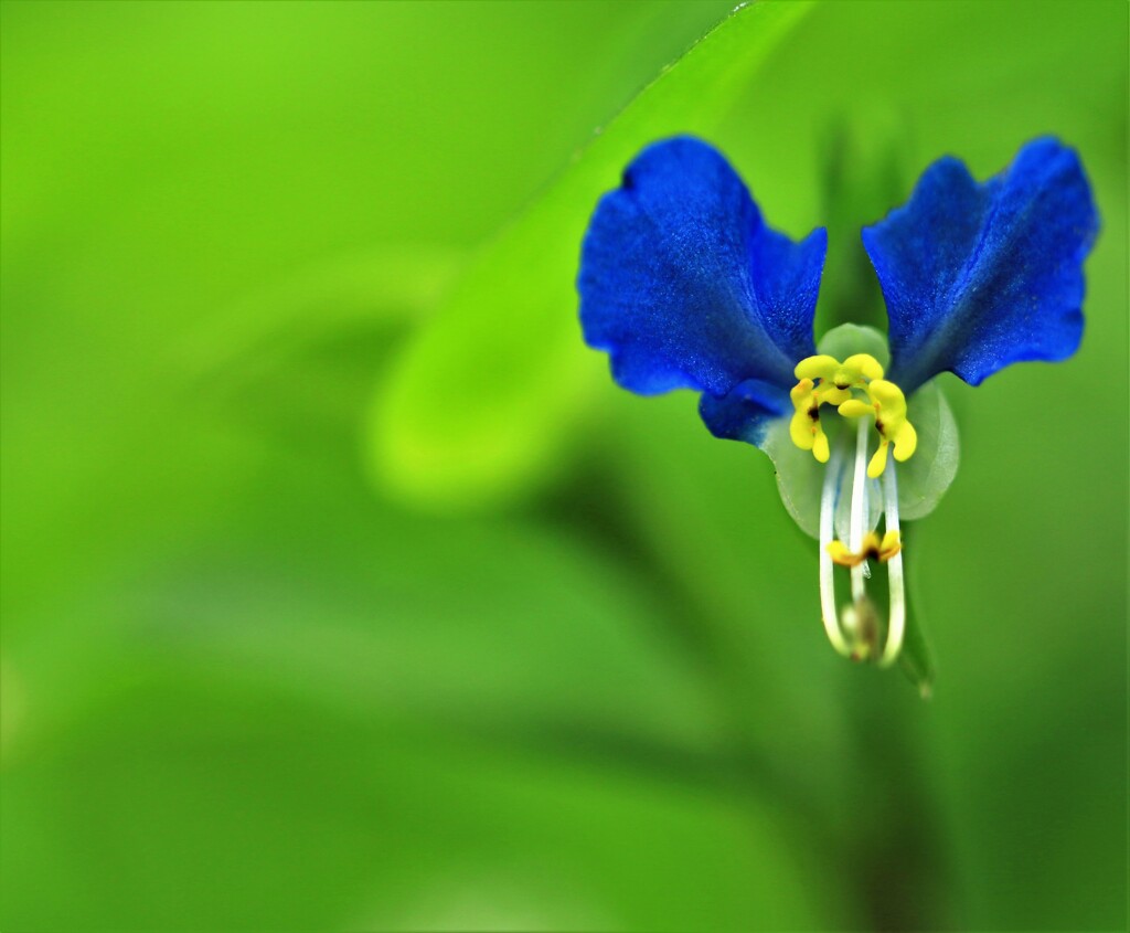 マクロ練習(つゆ草）