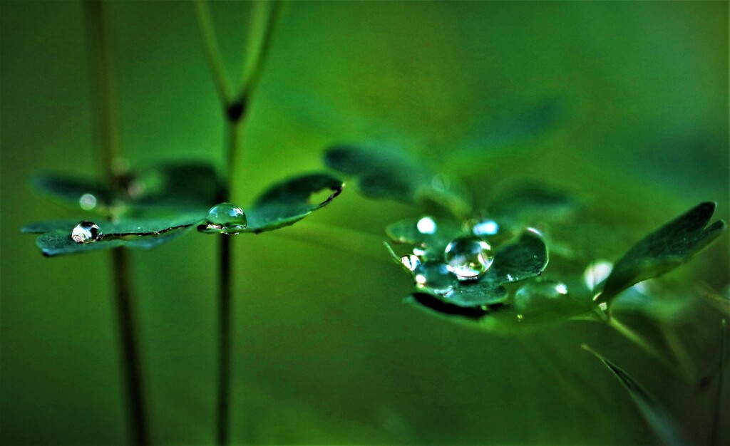 雨上がり宝石