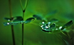 雨上がり宝石