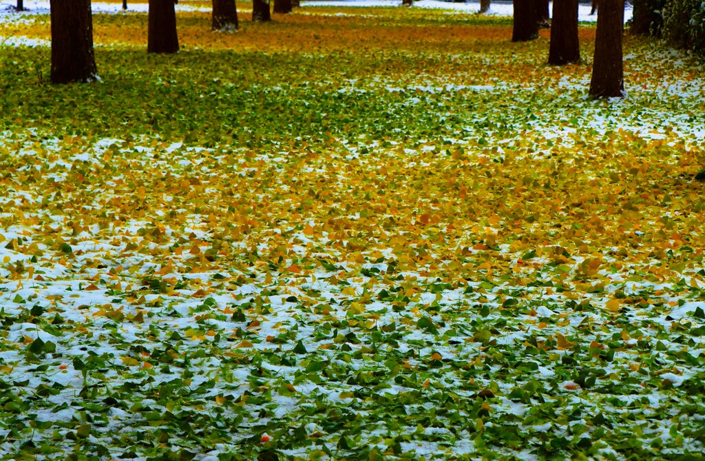 雪がやってきた（イチョウ落葉）