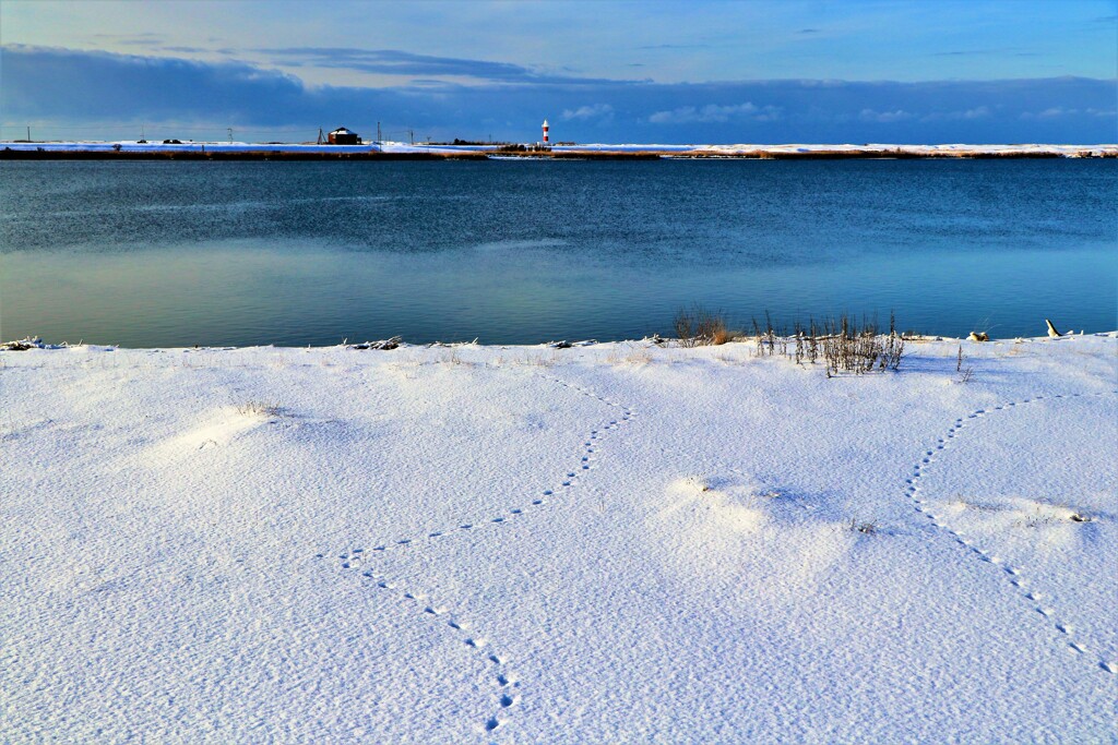 冬石狩川河口(足跡）