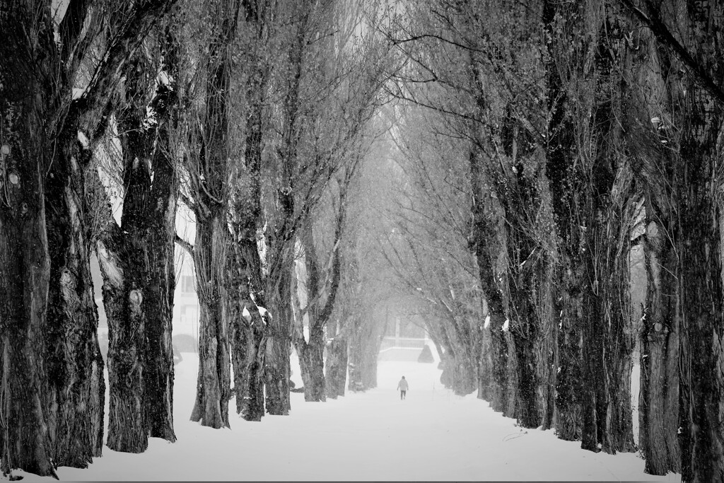 ポプラ並木(モノクロ）