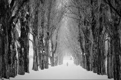 ポプラ並木(モノクロ）