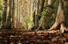 落葉と白樺並木Ⅱ 落葉と白樺並木Ⅱ