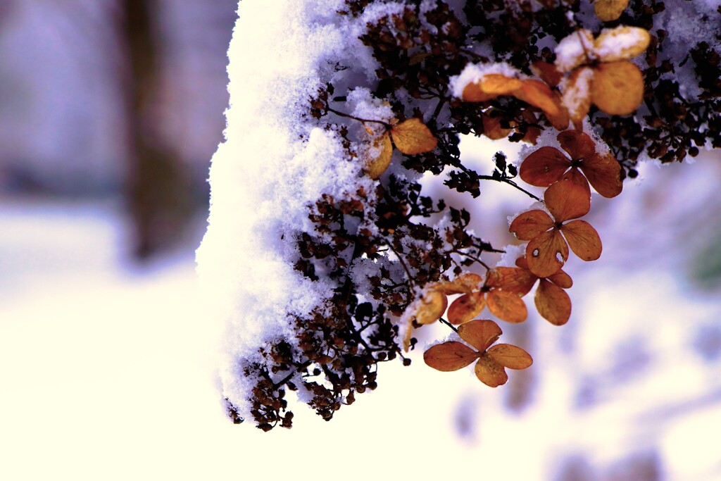 雪がやってきた